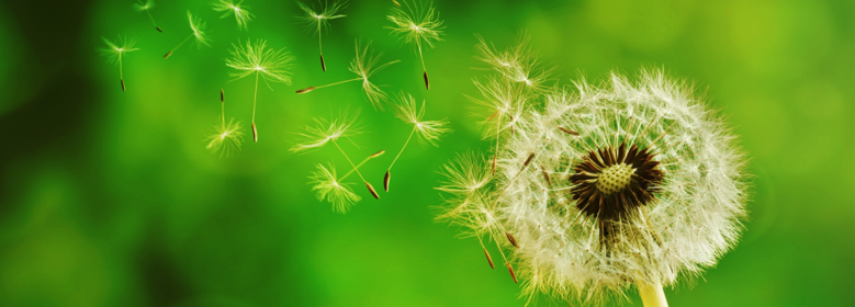 Hardlopen met hooikoorts Hardlopen met hooikoorts